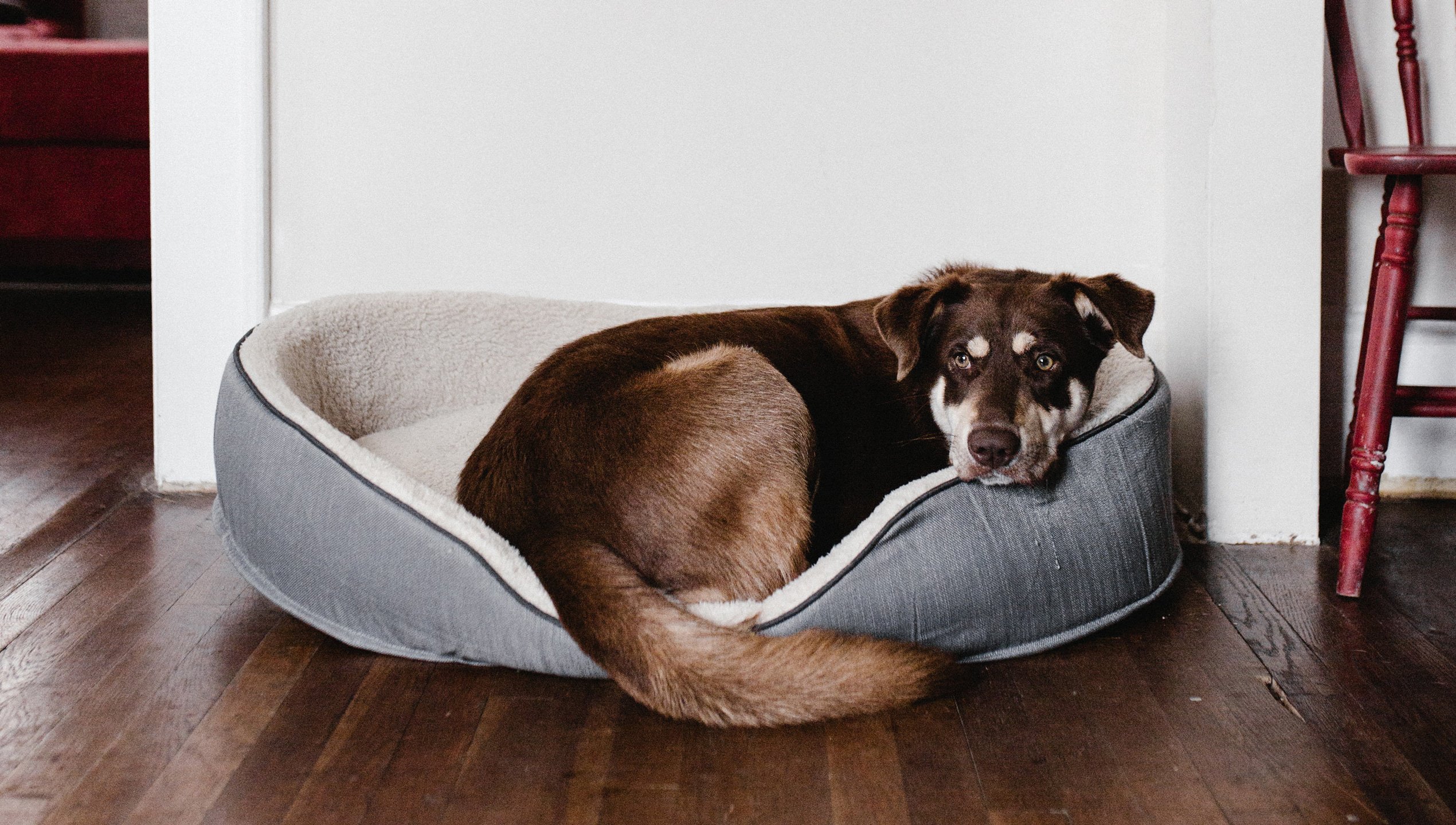 Hundehaftpflichtversicherung Schadensfall